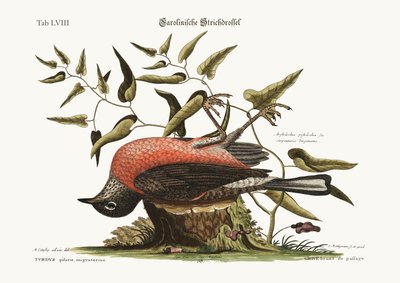 The Fieldfare of Carolina, 1749-73 by Mark Catesby